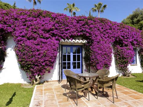 Balcón de las plantas colgantes: Plantas para un jardín o balcón con mucho sol - El Blog ...