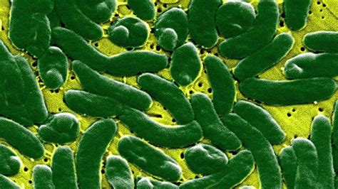 What You Need To Know About Flesh Eating Bacteria