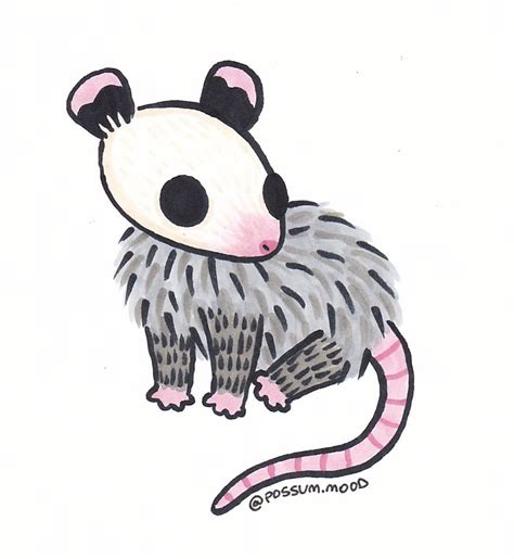 Cute Possum Drawing Easy Wallpapergirlwithgun
