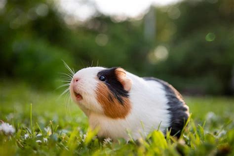 170 Guinea Pig Names For Your Pet