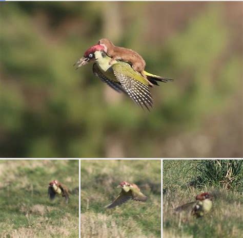 Green Woodpecker Being Attacked By Weasel Woodpecker Took Flight To Shake Weasel Off Green