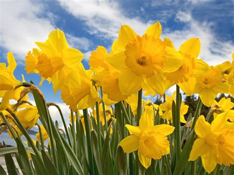 Yellow Daffodils Flowers Spring Wallpapers Wallpaper Cave