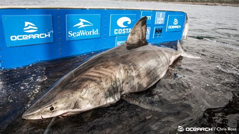 Giant Year Old Great White Shark Dubbed Queen Of The Ocean Found