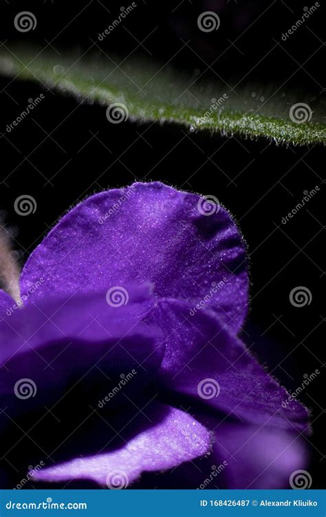 Macro Photo Of A Violet Petal Selective Focus Stock Image Image Of