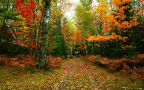 Top 35 Beautiful And Fabulous Paths Wallpapers In Hd Image Wallpaper