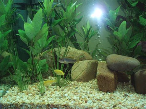 You should also make sure that other parameters are safe for the species of fish that will be living in the tank. How to Decorate a Fish Tank | I am Mani - Sharing Business ...