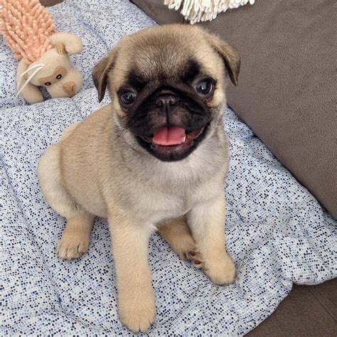 They will have all shots, vet examination. Pug For Sale in New Jersey (245) | Petzlover