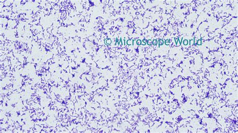 Bacteria Under Microscope Labeled Micropedia