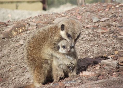 Attack Of The Cute Meerkat Newborn Animals Cute Animals