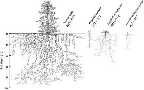 Deep Roots And Their Functions In Ecosystems