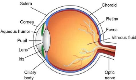 The eye is a sensory organ. Anatomy of the human eye. | Download Scientific Diagram