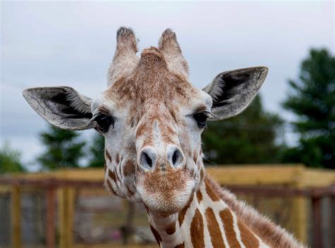 April The Giraffe That Became An Online Star Dies Abc6