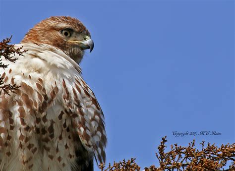 Magnificent Red Tailed Hawk The Meadowlands Nature Blog