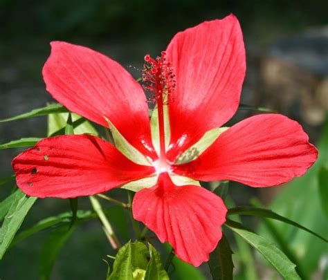 Hibiscus species, swamp hibiscus, scarlet rose mallow, texas star, scarlet hibiscus (hibiscus coccineus) by floridian. Florida Survival Gardening: Scarlet Rose Mallow: A ...