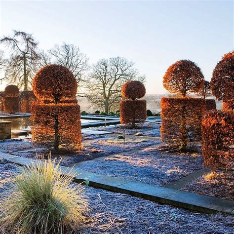 Clive Nichols в Instagram Topiary Beech And A Dusting Of Frost In The