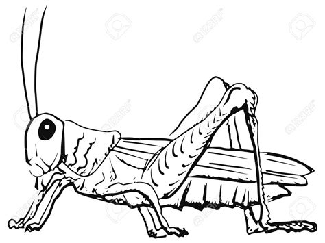 Grasshopper Line Drawing At Getdrawings Free Download