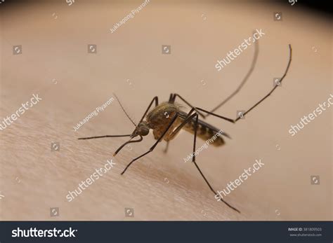 Mosquito Biting On Skin Human Stock Photo 381809503 Shutterstock