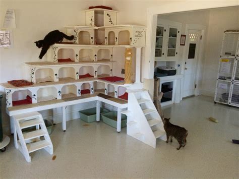 No Kill Cat Shelter Needs Urgent Home Improvement By The Catnip Mafia