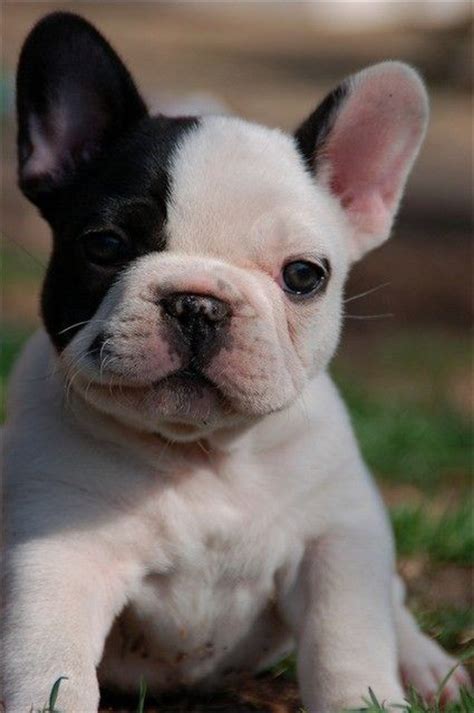 Stumped about which name is best for your french bulldog? 10 Best French Bulldog Dog Names