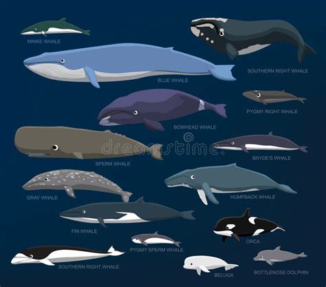 Whales Species Size Comparison Set Cartoon Vector Illustration Stock