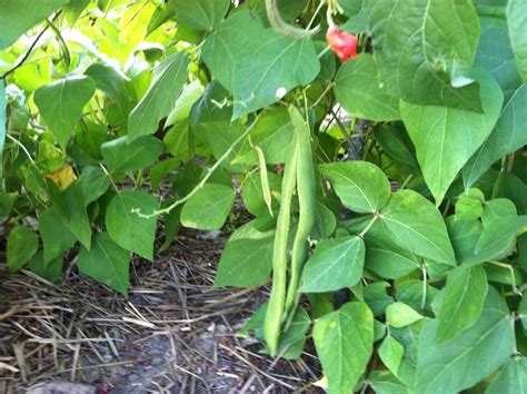 The Most Beautiful Scarlet Runner Beans At Revolutionary Era Fort In