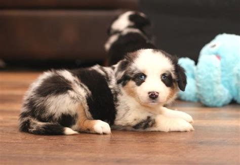 Miniature Australian Shepherd Puppy For Sale Adoption Rescue For