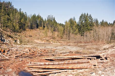 Activists Decry Planned Logging Of Old Growth Forest On Vancouver Island