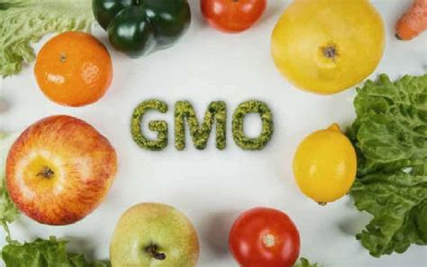 What Are Gmo Foods Their Risks And Advantages Genmiles