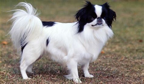 Japanese Chin Breed Information