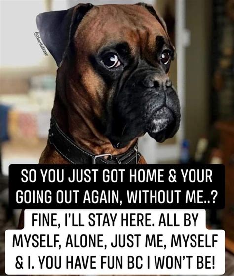 Just Leave Me Behind Then Boxerdog Boxer Breed Boxer Bulldog