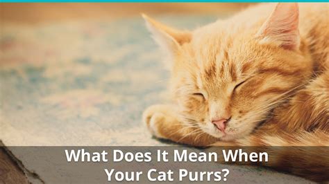 Mean = (x1 + x2 + x3 +. What Does It Mean When A Cat Purrs? Are Kittens And Adults ...