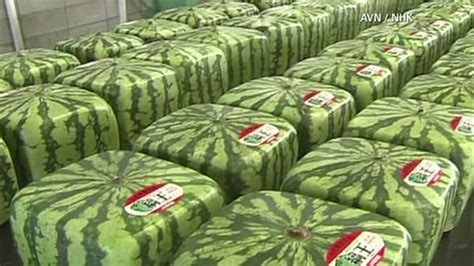 Japans Square Watermelons Gain Popularity Abc7 Chicago
