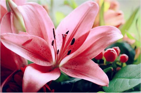 Cari Tau Makna Si Cantik Bunga Lily Sebelum Diberikan Kepada Orang Terkasih
