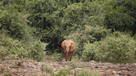 Niassa Elefantes Invadem Campos De Produ O Em Metarica R Dio Mo Ambique