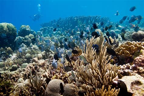 Caribbean Coral Reefs Types And Island Recommendations