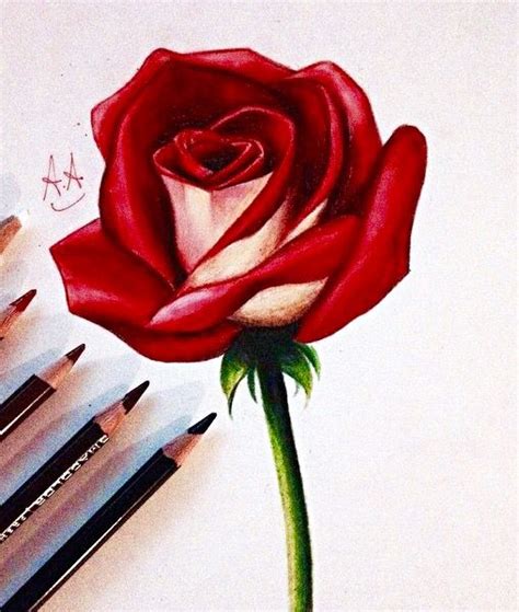 How To Draw A Rose Dibujos De Rosas Pinturas A Lapiz Flores