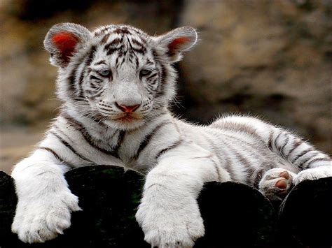 71 White Tiger Cubs Wallpapers Wallpapersafari
