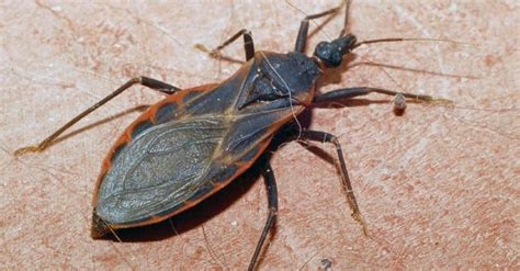 6 Bugs That Look Like Stink Bugs Common Look Alikes