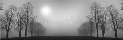 Tall Bare Pine Trees In Winter Fog Stock Photo Image Of Gloomy Bare