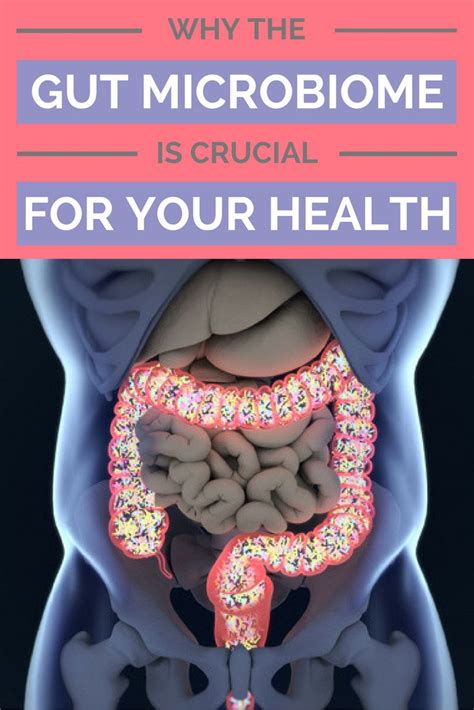 Why The Gut Microbiome Is Crucial For Your Health Microbiome Gut