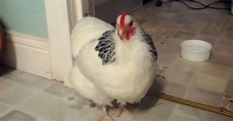 So This Is What A Sneezing Chicken Sounds Like Huffpost Uk