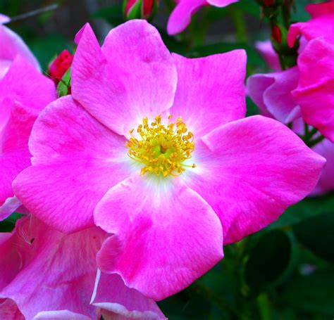 Wild Prairie Rose State Of Iowa Official State Flower In Flickr