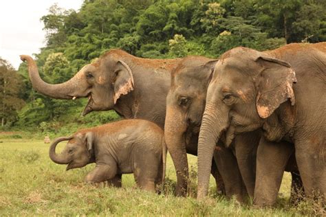 The Woman Saving Thailand's Elephants | Unearth Women