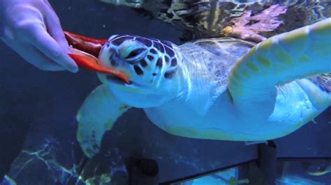 Feeding Frenzy Green Sea Turtles Youtube