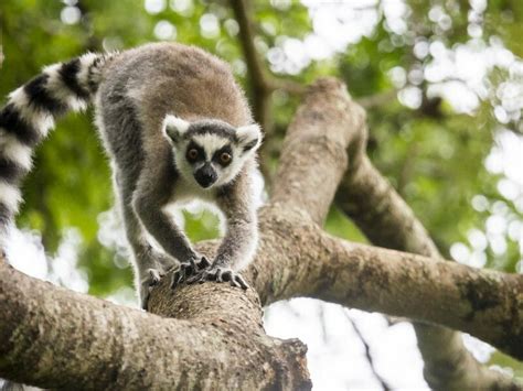Sacred Spiny Forests And Coastal Jungle Madagascar Holiday