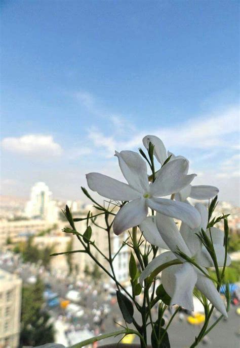 ياسمين الشام Syria Pictures Beautiful Flowers Beautiful Places Lovely Damascus Syria