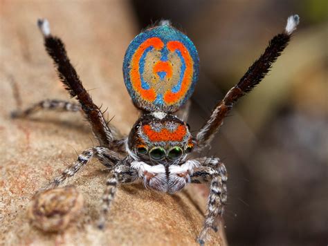Australias Peacock Spiders So Cute Even Arachnophobes Will Love Them
