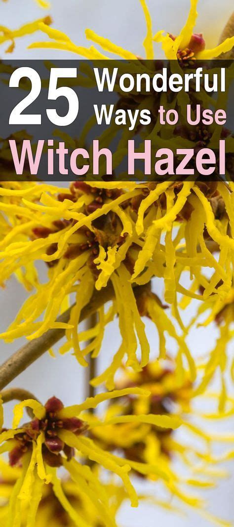 once you realize how useful and beneficial witch hazel is you will want to start keeping it on