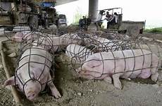 pig pigs cages tiny conditions cage animals crates show transport living snopes forced market used temporary