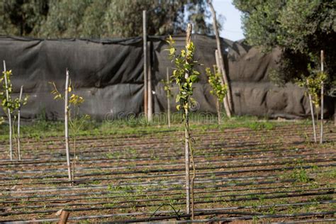 Photo Of Young Orange Trees Orange Seedlings The Theme Of Seasonal